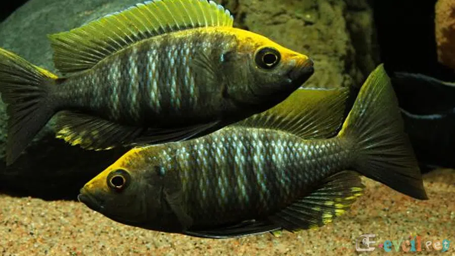 Virginalis Gold Akvaryumu