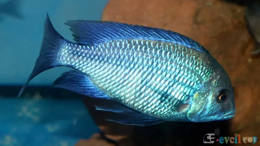 Protomelas annectens(Kabibi) erkek