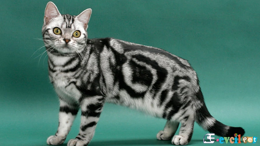 Amerikan Shorthair Temel Eğitimi ve Tuvalet Eğitimi