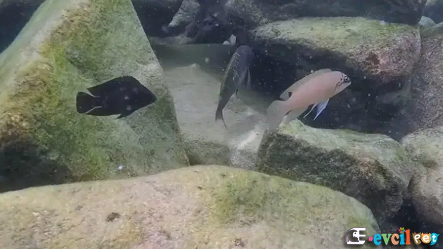 Maskeli Brichardi Akvaryumu