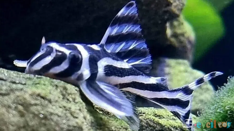 Zebra Vatoz Balığı