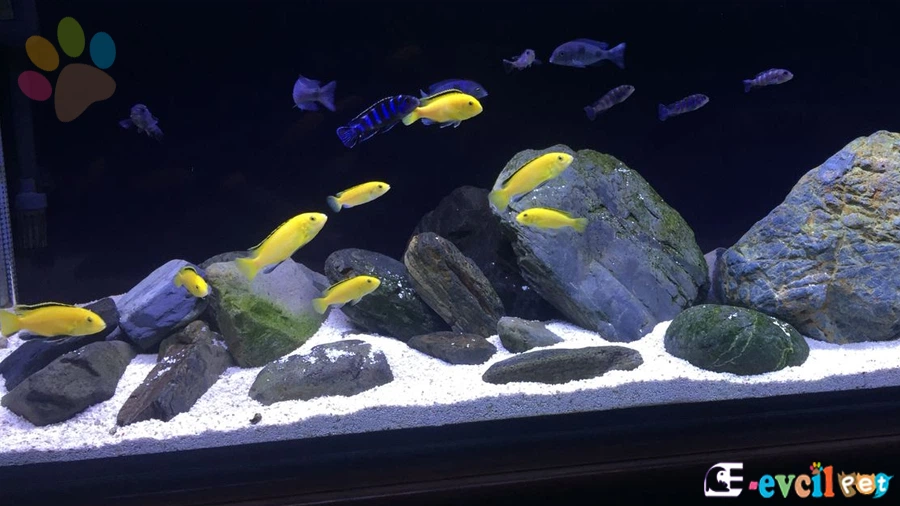 Sarı Prenses Akvaryum Dizaynı