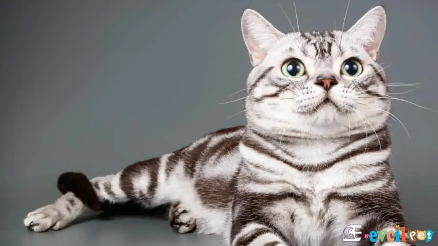 Amerikan Shorthair Karakter Özellikleri