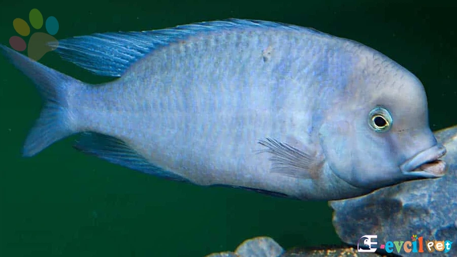 Yunus Cichlid Su Değişiklikleri