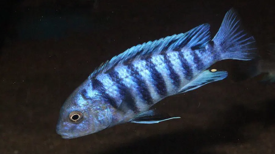 Labidochromis Zebroides (Mavi Zebra) eRKEK