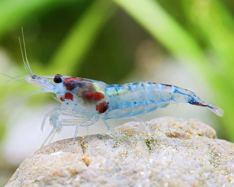 Mavi Rili Karides (Blue Rili Shrimp)
