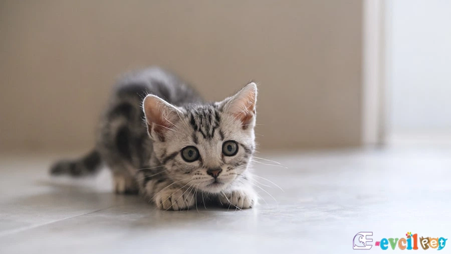 Amerikan Shorthair Fiziksel Özellikleri