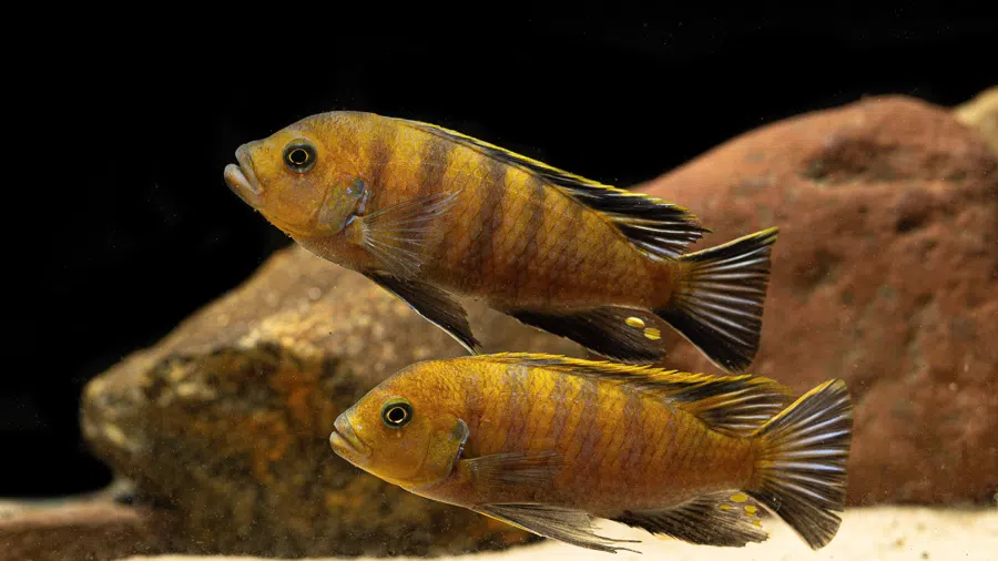 Cynotilapia Lion's Cove Akvaryumu