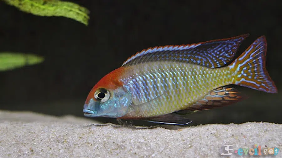 Lethrinops sp. Red Cap Erkek