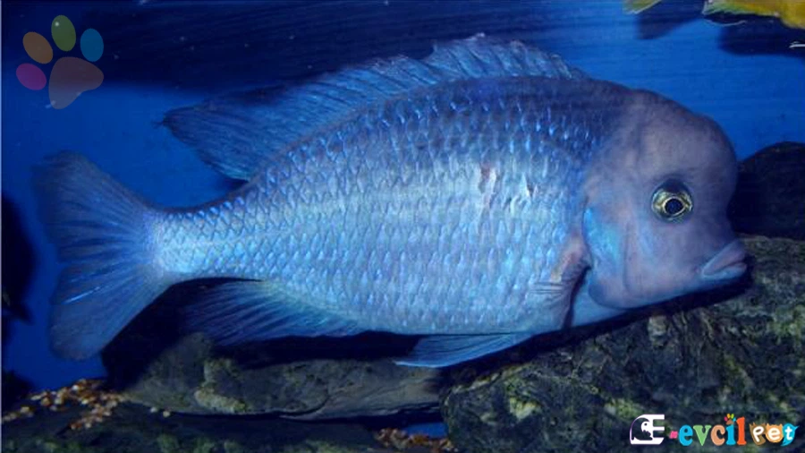 Yunus Cichlid Cinsiyet Ayrımı