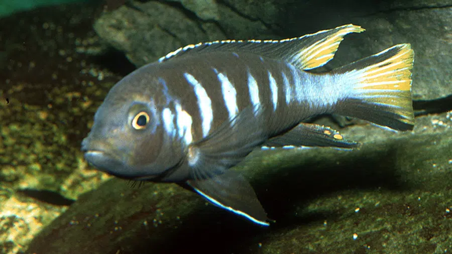 Pseudotropheus sp. Elongatus Chewere akvaryumu