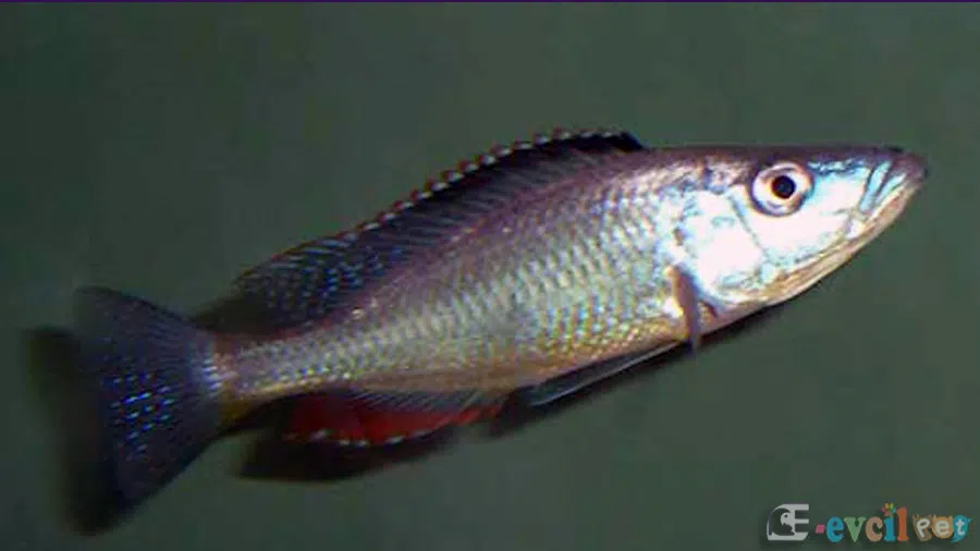 Dimidiochromis dimidiatus Erkek