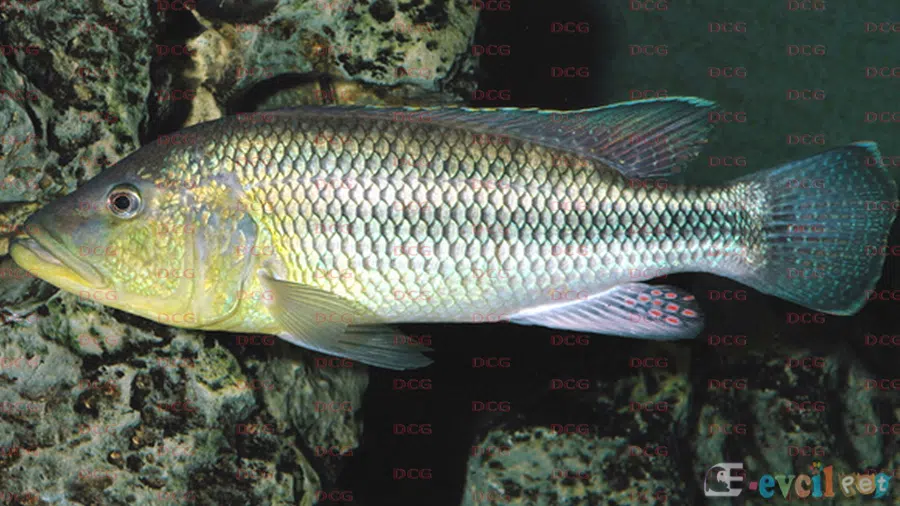 Serranochromis Robustus Akvaryumu