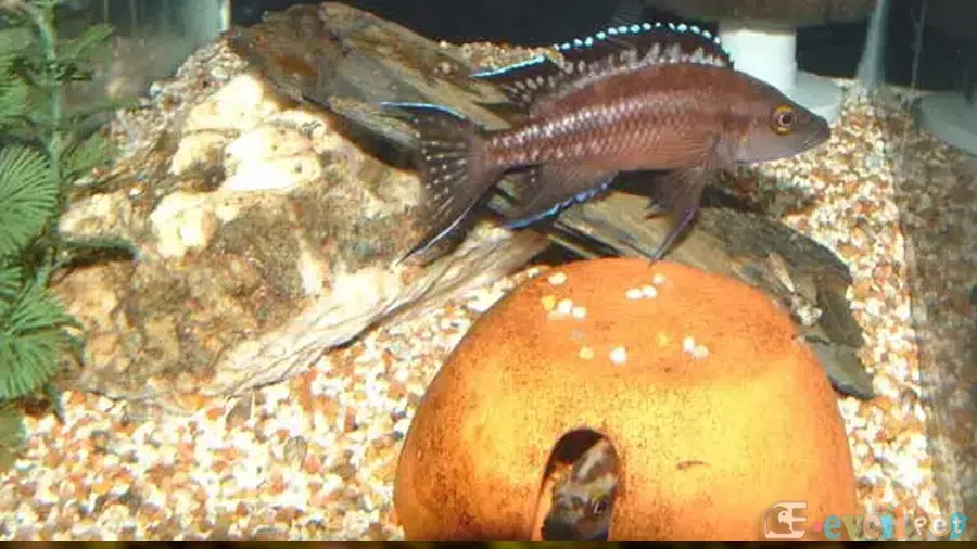 Neolamprologus buescheri Yumurtaları ile