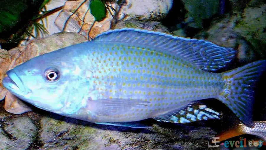 Dimidiochromis kiwinge akvaryumu