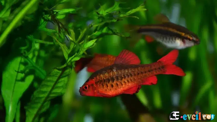 Kiraz Barb (Puntius titteya) Bitkili Akvaryumu