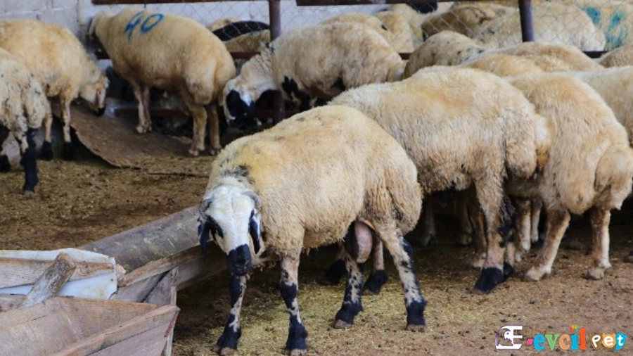Koyun Bakımı, Beslenmesi ve Hastalıkları