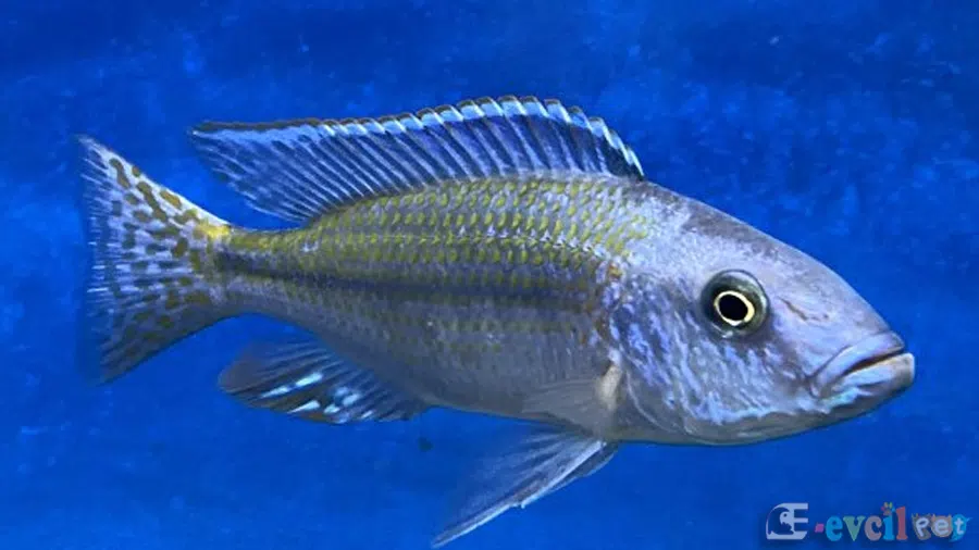 Dimidiochromis kiwinge Akvaryumu