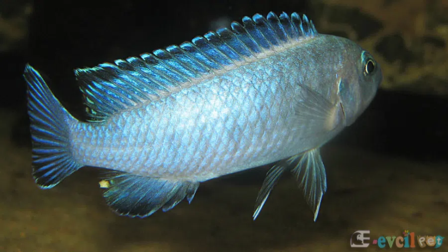 Chindongo socolofi (Mavi Prenses) Baskın Erkek