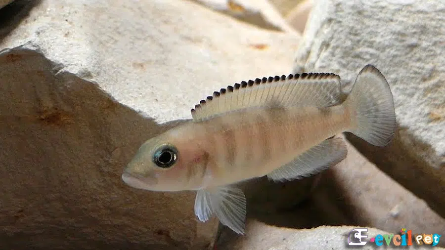 Neolamprologus hecqui (Lepidiolamprologus Hecqui) Erkek