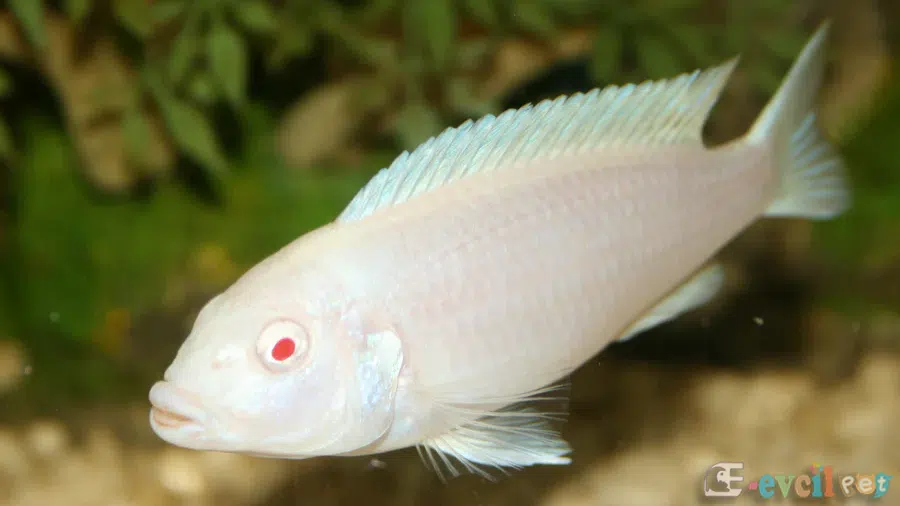 Chindongo socolofi Albino Erkek