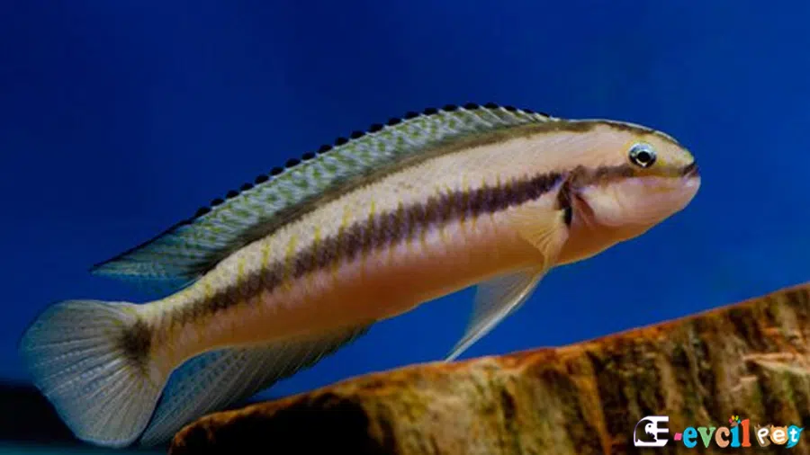 Telmatochromis brichardi Yakın