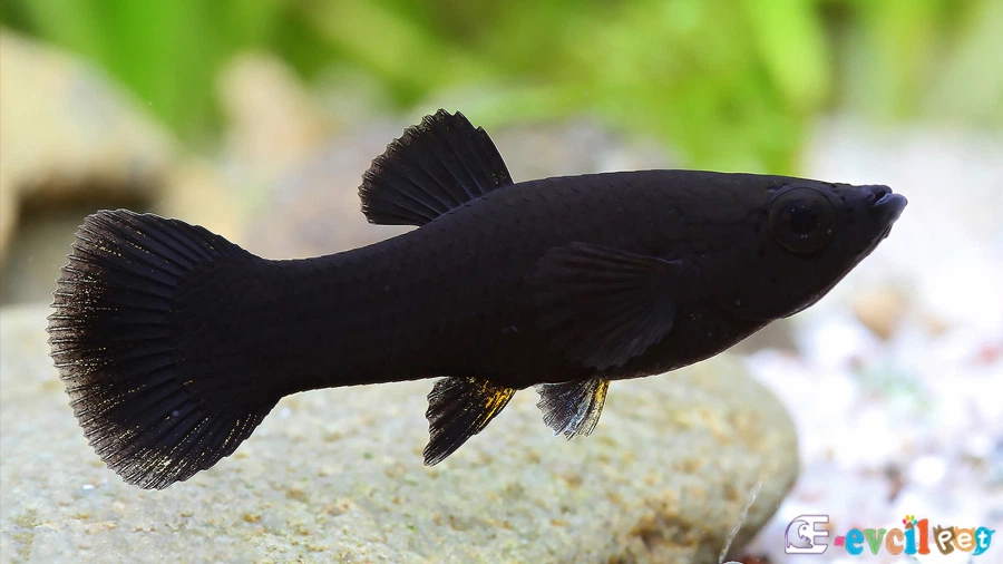 Moli Balığı (Poecilia Sphenops)