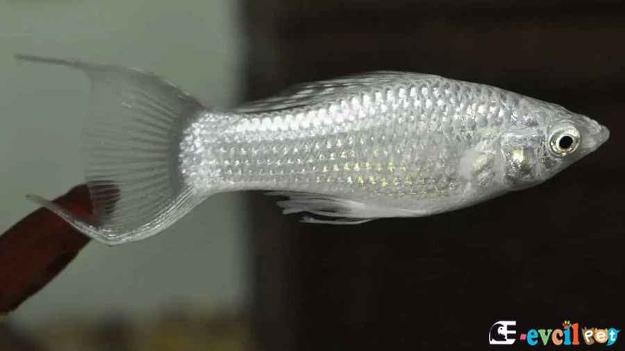 Moli Balığı (Poecilia Sphenops)