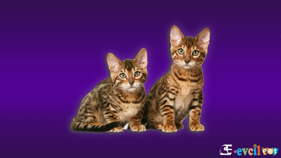 California Spangled Genetik Sağlık Sorunları Hastalıkları