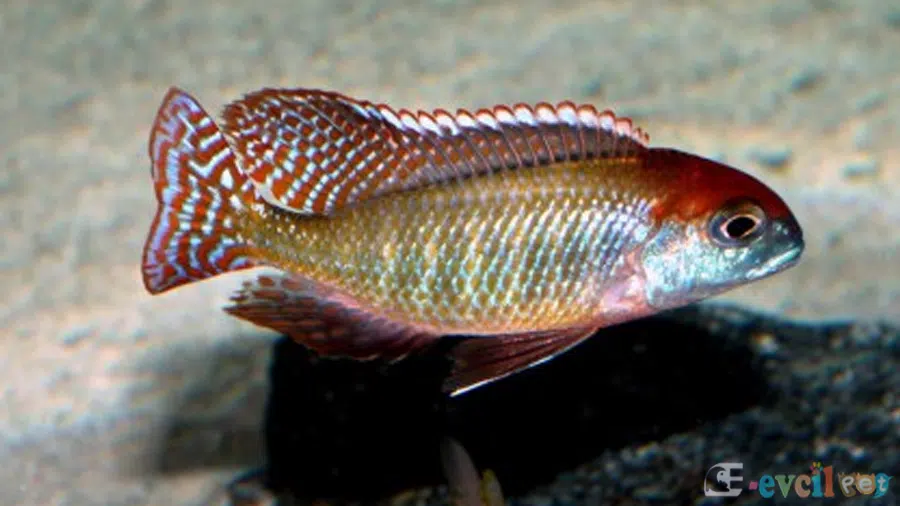 Lethrinops sp. Red Cap Akvaryumu