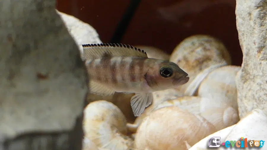 Neolamprologus hecqui (Lepidiolamprologus Hecqui)