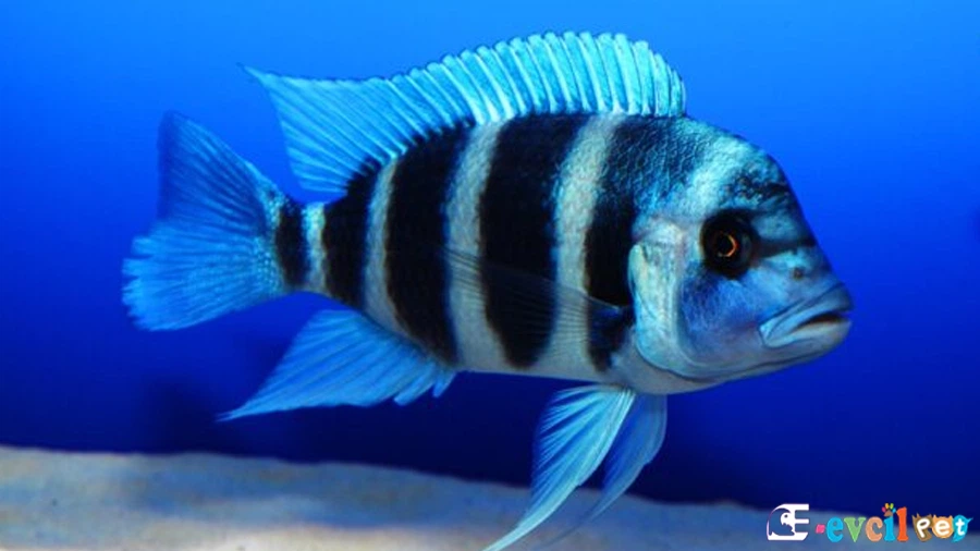 Frontosa Uyumlu Olduğu Balıklar Hangileri