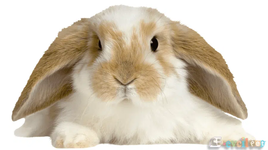 Amerikan Fuzzy Lop Tavşanları Kahve Beyaz