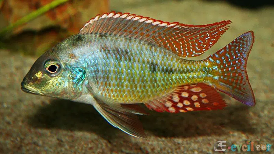 Lethrinops sp. Red Cap Baskın Erkek