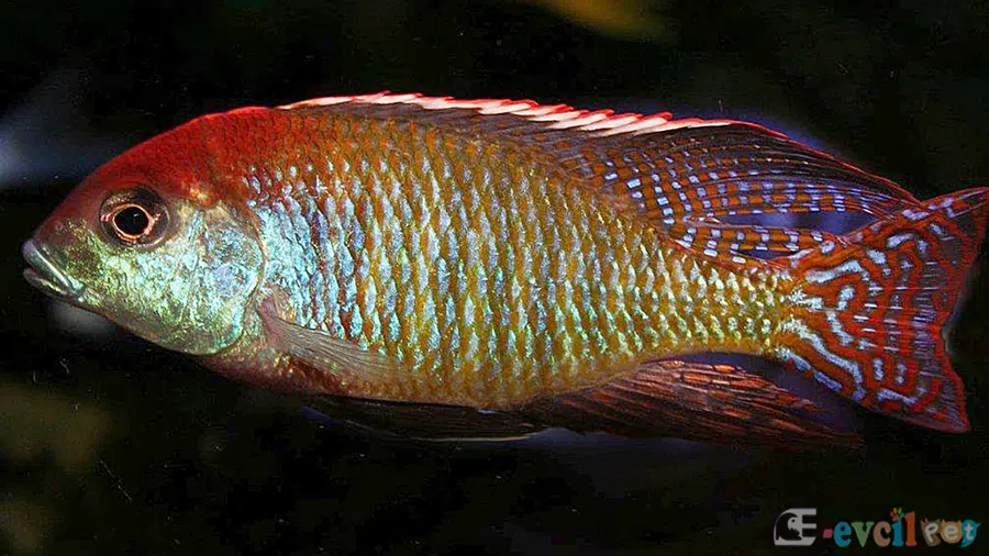 Lethrinops lunaris Erkek