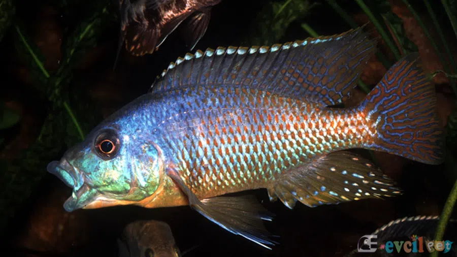 Dimidiochromis kiwinge Erkek