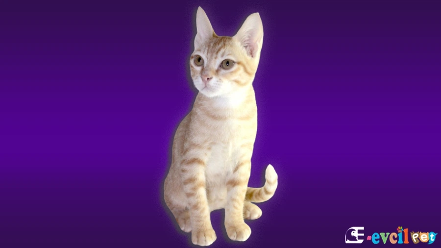 Arabian Mau Karakter Özellikleri