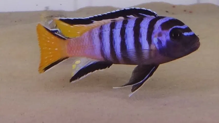 Pseudotropheus sp. (Elongatus Mpanga) Erkek