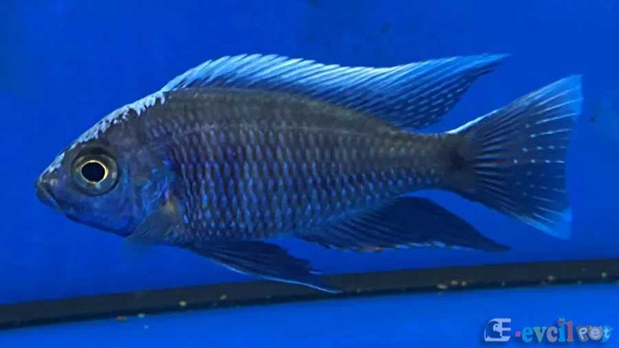 Copadichromis Cyaneus Erkek