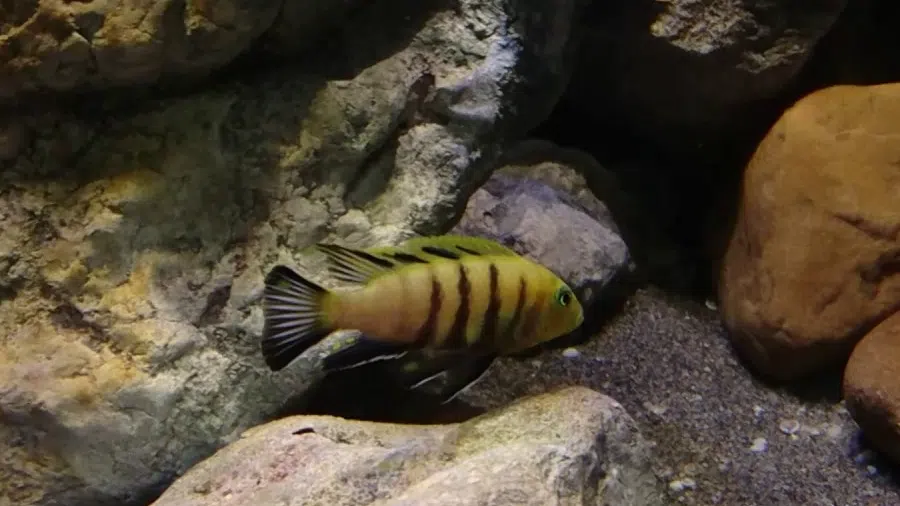 Cynotilapia Lion's Cove Tank