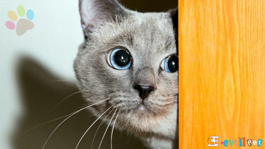 Kediler Neden Küser? Küskünlük Nedenleri ve Onlarla Barışma Yolları