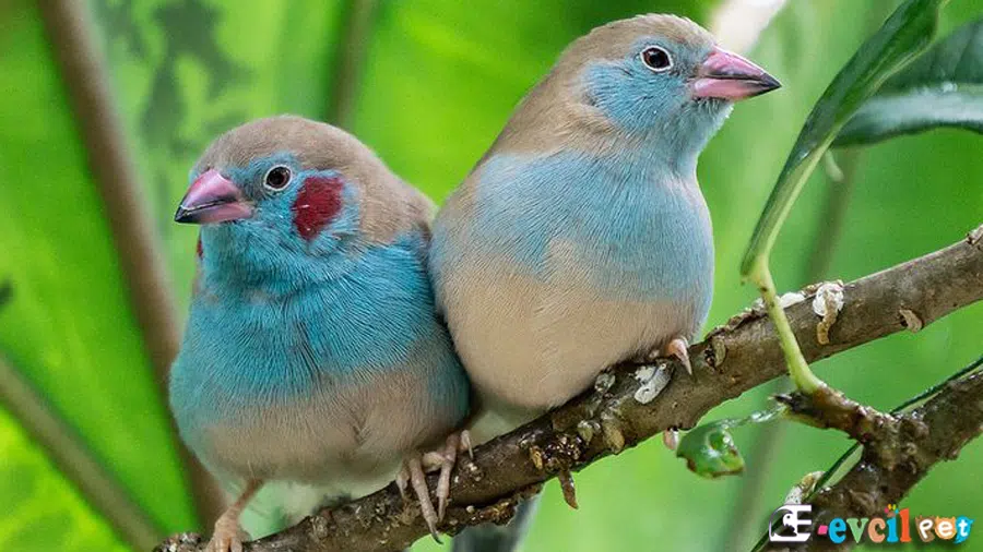 Cordon Bleu İspinoz