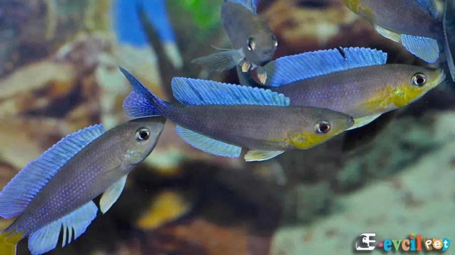 Leptosoma Jumbo Akvaryumu