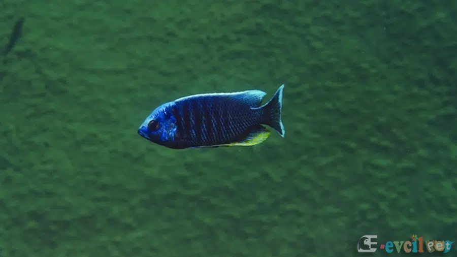 Copadichromis jacksoni Doğal Yaşam Alanı