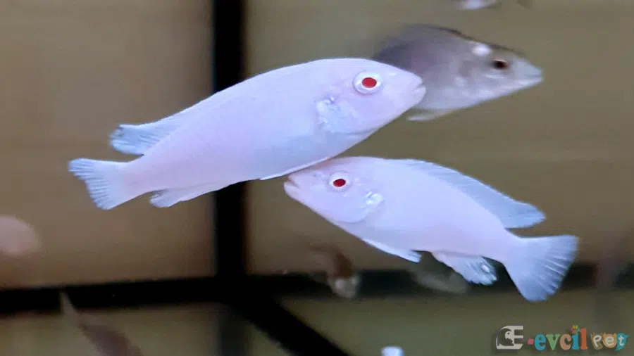 Chindongo socolofi Albino akvaryumu