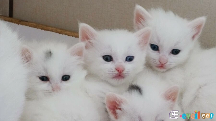 Van Kedisi Temel Eğitimi ve Tuvalet Eğitimi