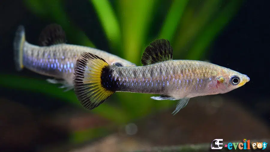 Limia Melanogaster Erkek ve Dişi