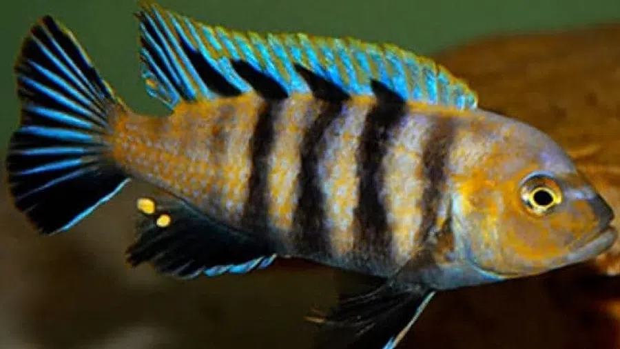 Cynotilapia Lion's Cove Erkek Baskın