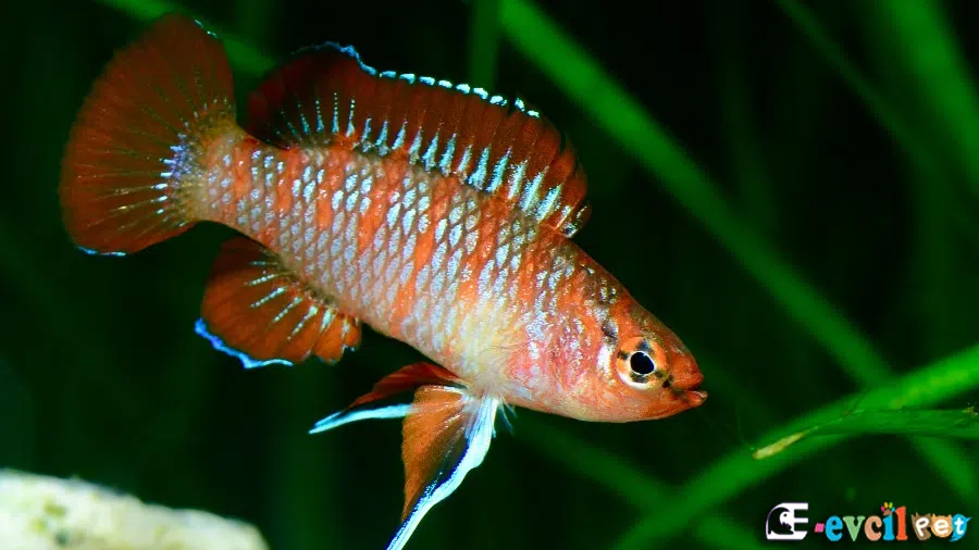 Kırmızı Badis (Dario dario) Akvaryumu