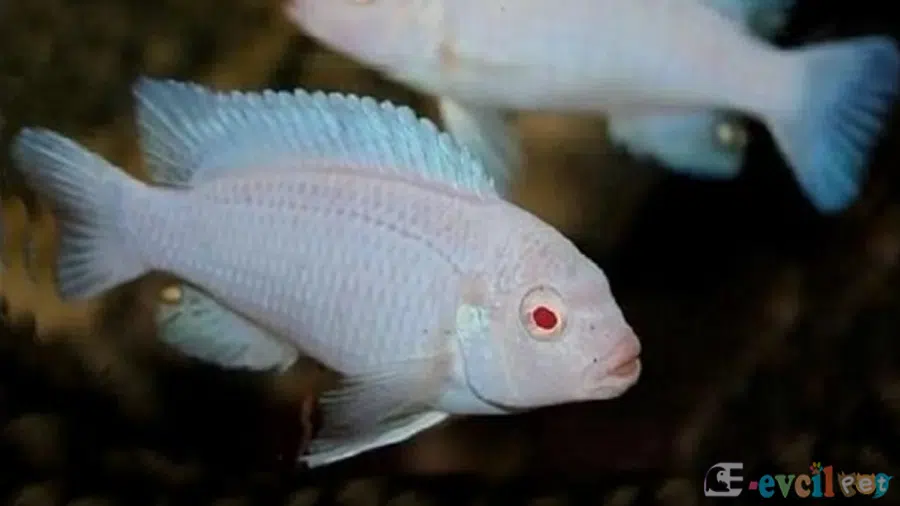 Chindongo socolofi Albino Baskın